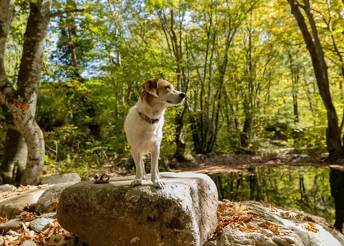 Alseides, The Experience