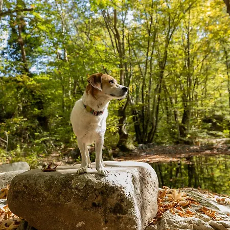 Alseides, The Experience